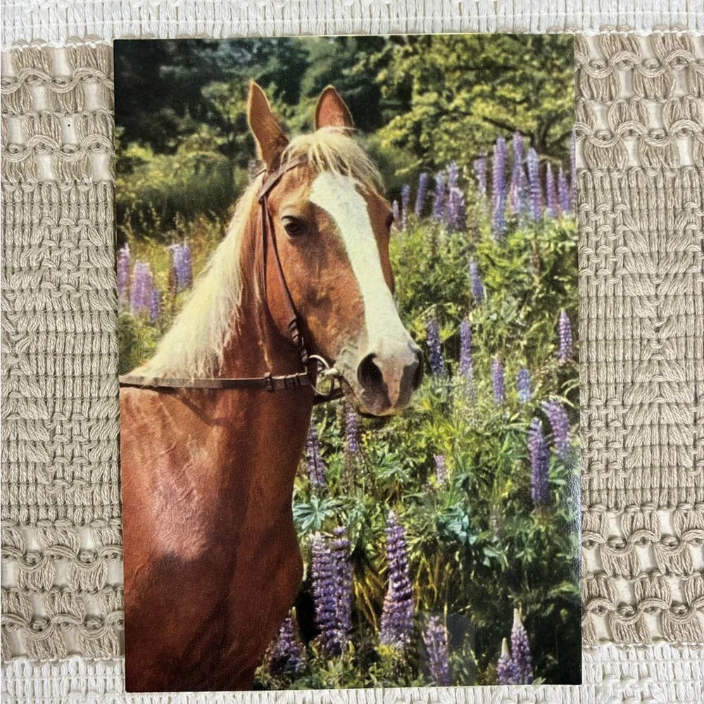 Vintage Horse-Themed Postcard Set of 6